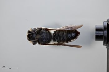 Media type: image;   Entomology 788774 Aspect: habitus dorsal view